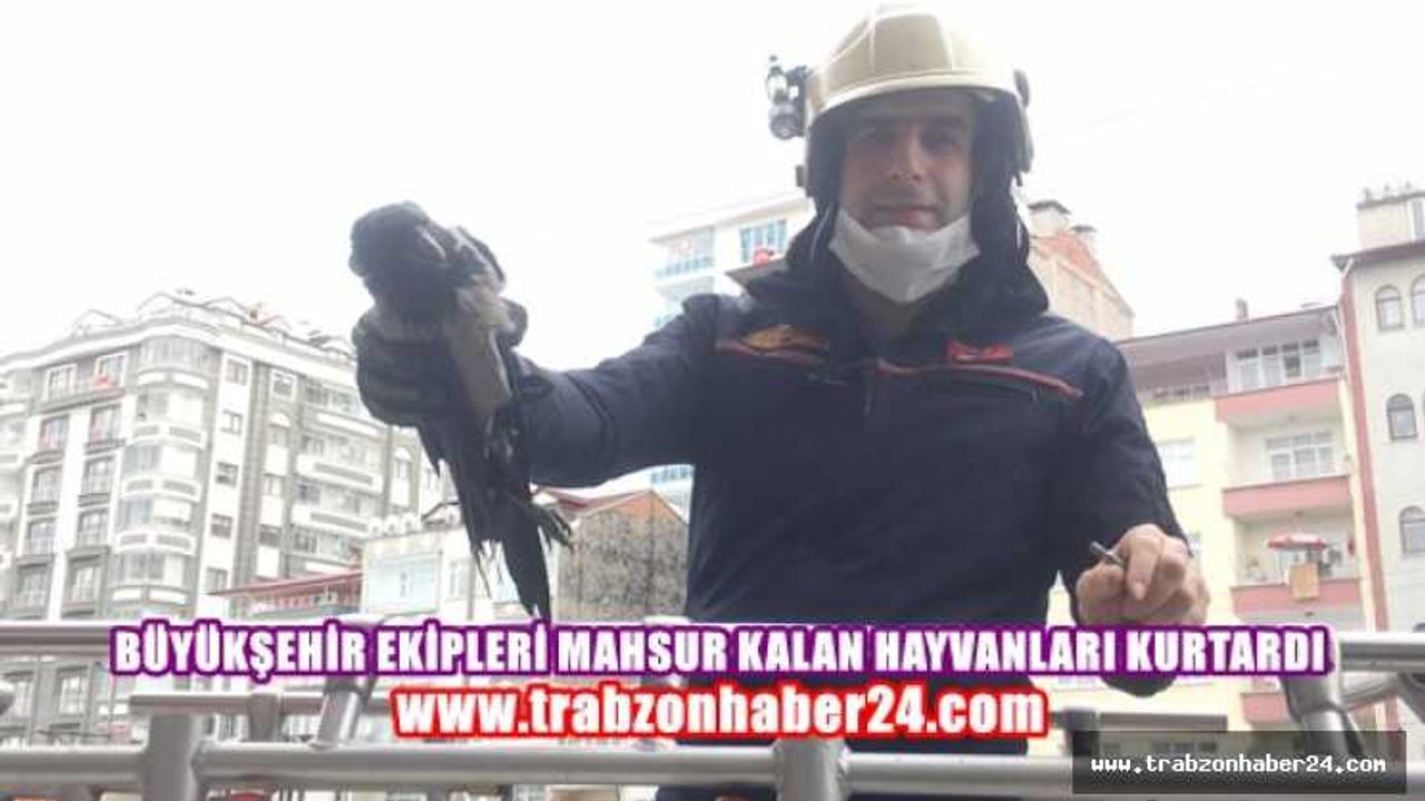 Büyükşehir Ekipleri Mahsur Kalan Hayvanları Kurtardı