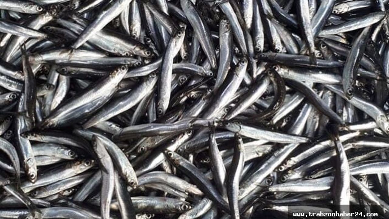 Trabzon’da Hamsi -Balık Fiyatları Ne Kadar ?