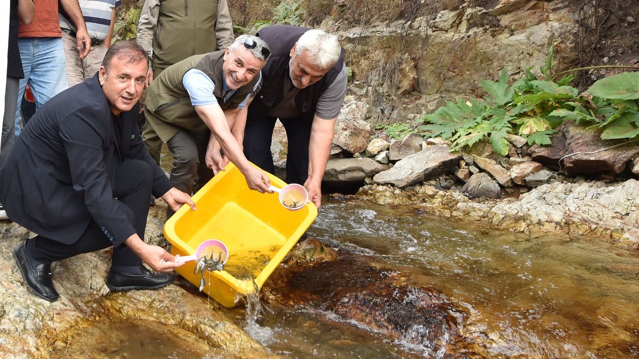 Araklı Karadere’ye 5 bin kırmızı benekli doğal alabalık yavrusu bırakıldı