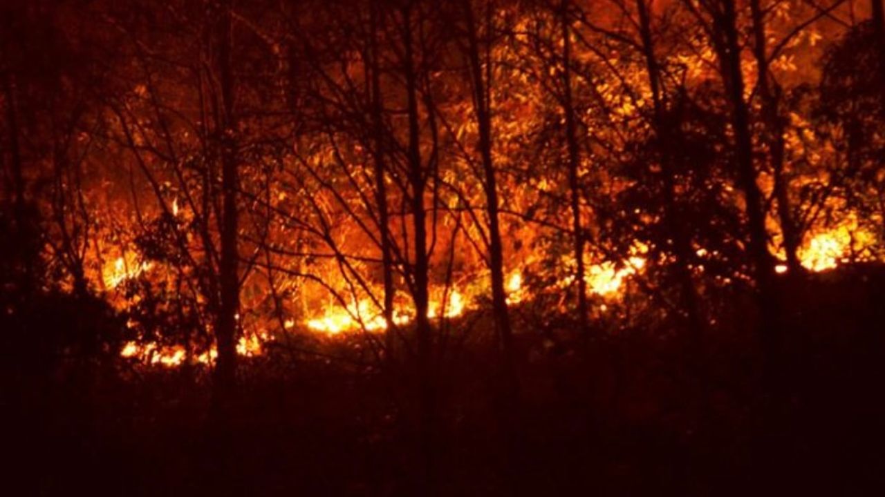 Trabzon’un Sürmene İlçesinde Orman Yangını