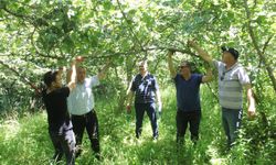 Fındıkta rekolte tespiti çalışmaları başladı