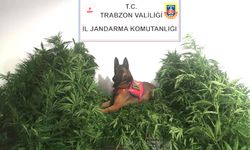 "JANDARMA NARKOTİK KÖPEĞİ "DUMAN"ETTİ;2 GÖZALTI"