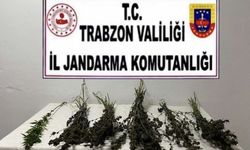 Jandarma Narkotik Timlerinden Operasyon