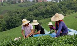 Çay toplamada işçi sorunu