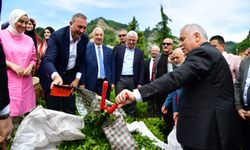 2025 yılı yaş çay sezonu, ÇAYKUR Çamlı Çay Fabrikası’nda düzenlenen törenle başladı.