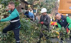 BÜYÜKŞEHİR'DEN SONBAHAR TEMİZLİĞİ