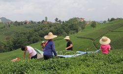 Çay günah keçisi değil…