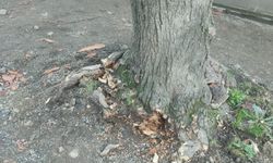 Büyükşehir Belediyesi’nden Açıklama