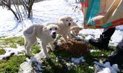 ORTAHİSAR BELEDİYESİ, SOĞUK KIŞ GÜNLERİNDE SOKAK HAYVANLARINI UNUTMADI