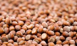 FERRERO DEĞERLİ TARIM PROGRAMI FERRERO GRUBU’NUN TEDARİK ZİNCİRİNİ DAHA DAYANIKLI HALE GETİRDİ