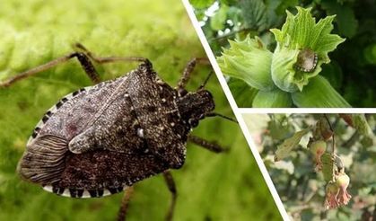 Trabzon’da Kahverengi Kokarca Böceği İle Etkin Şekilde Mücadele Devam Ediyor