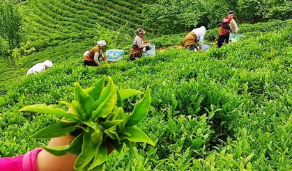 1. Sürgün yaş çay kampanyası sona erdi