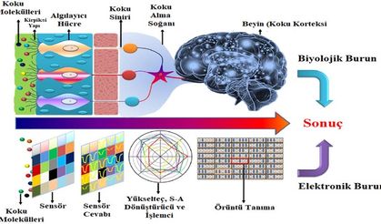 KTÜ’lü Akademisyenlerden Önemli Araştırma  Akciğer Kanserinde Erken Tanı İçin “Elektronik Burun”