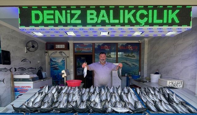 Trabzon'da palamut bolluğu yaşanıyor: Fiyatlar dip yaptı