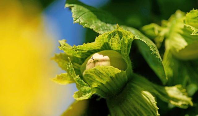 FERRERO FINDIK ŞİRKETİ TEDARİK ZİNCİRİNİ GÜÇLENDİRMEK İÇİN SIRBİSTAN VE İTALYA’DA STRATEJİK YATIRIMLAR YAPIYOR