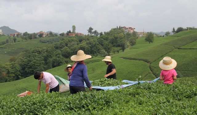 Çay günah keçisi değil…