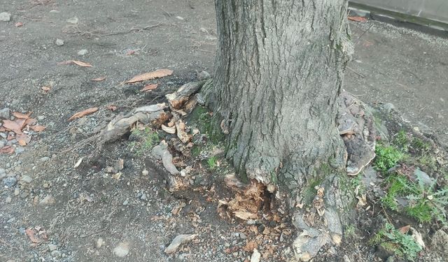 Büyükşehir Belediyesi’nden Açıklama