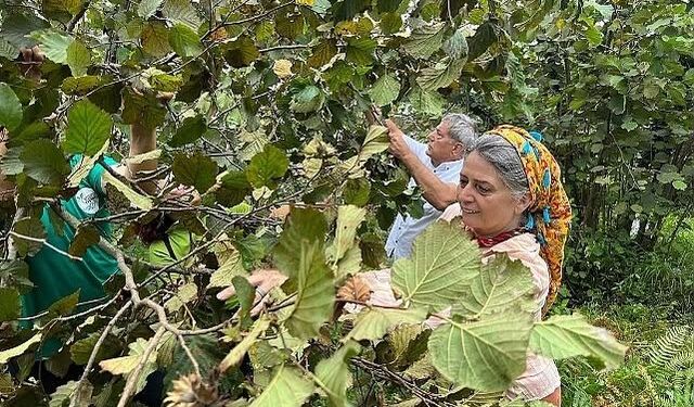 Suiçmez’den Tarım ve Orman Bakanı’na "Fındık" Önergesi