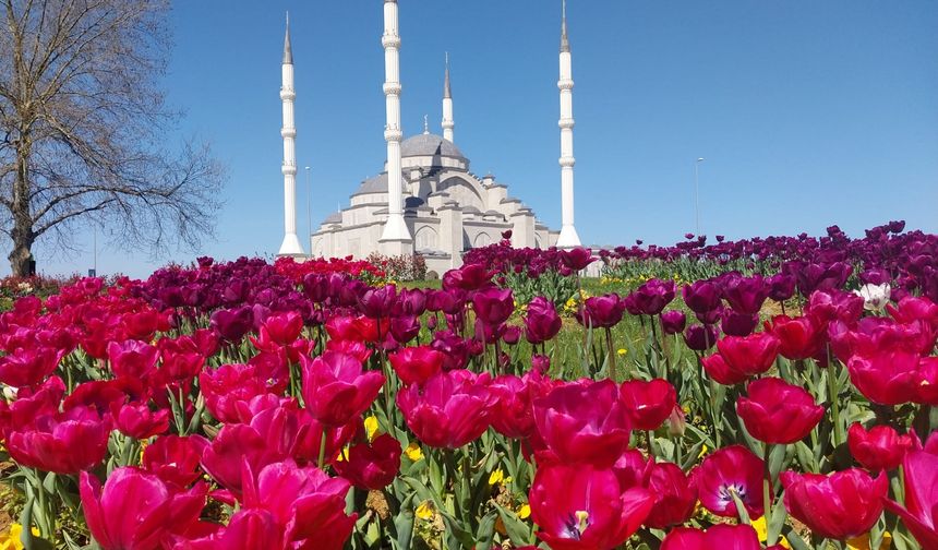 BÜYÜKŞEHİR'DEN DAHA YEŞİL TRABZON ATAĞI