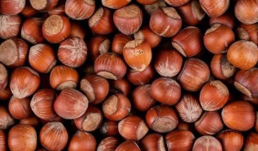 TMO NE YAPMAK İSTİYOR!