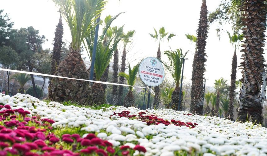AKÇAABAT BELEDİYESİ ÇİÇEKLERİNİ KENDİ SERALARINDA ÜRETİYOR
