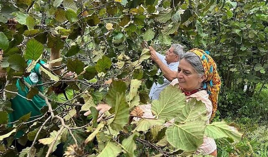 Suiçmez’den Tarım ve Orman Bakanı’na "Fındık" Önergesi