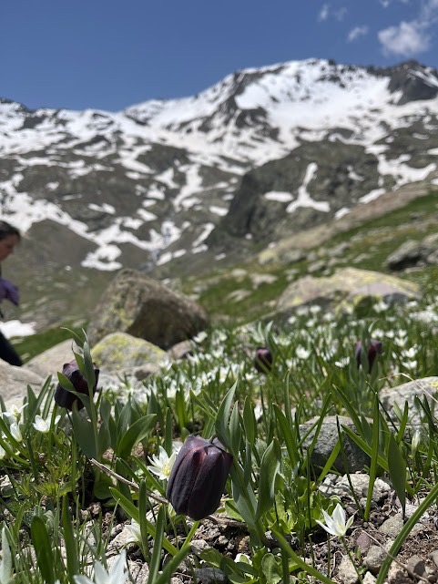 3527Fc94 3594 4Fd0 8C67 848B1Af64D5E