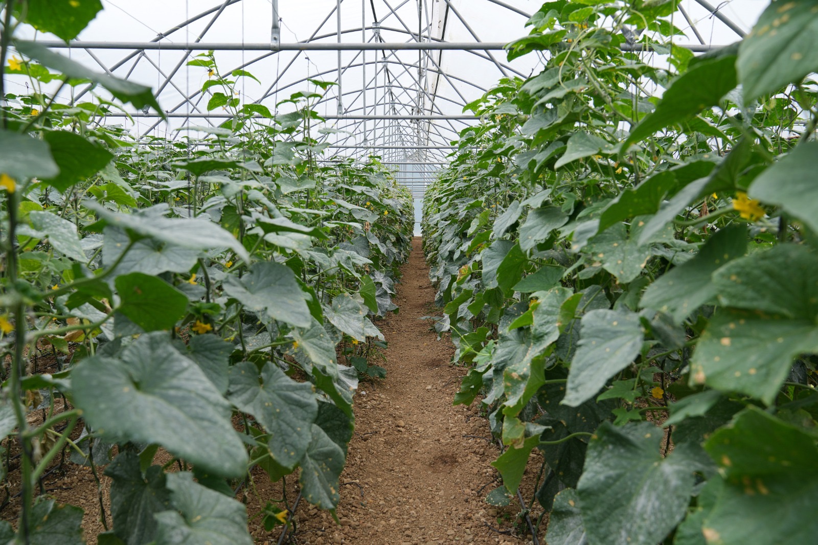 5Ecafb20 80Dc 4Fbc A8C8 D1278E4A719C