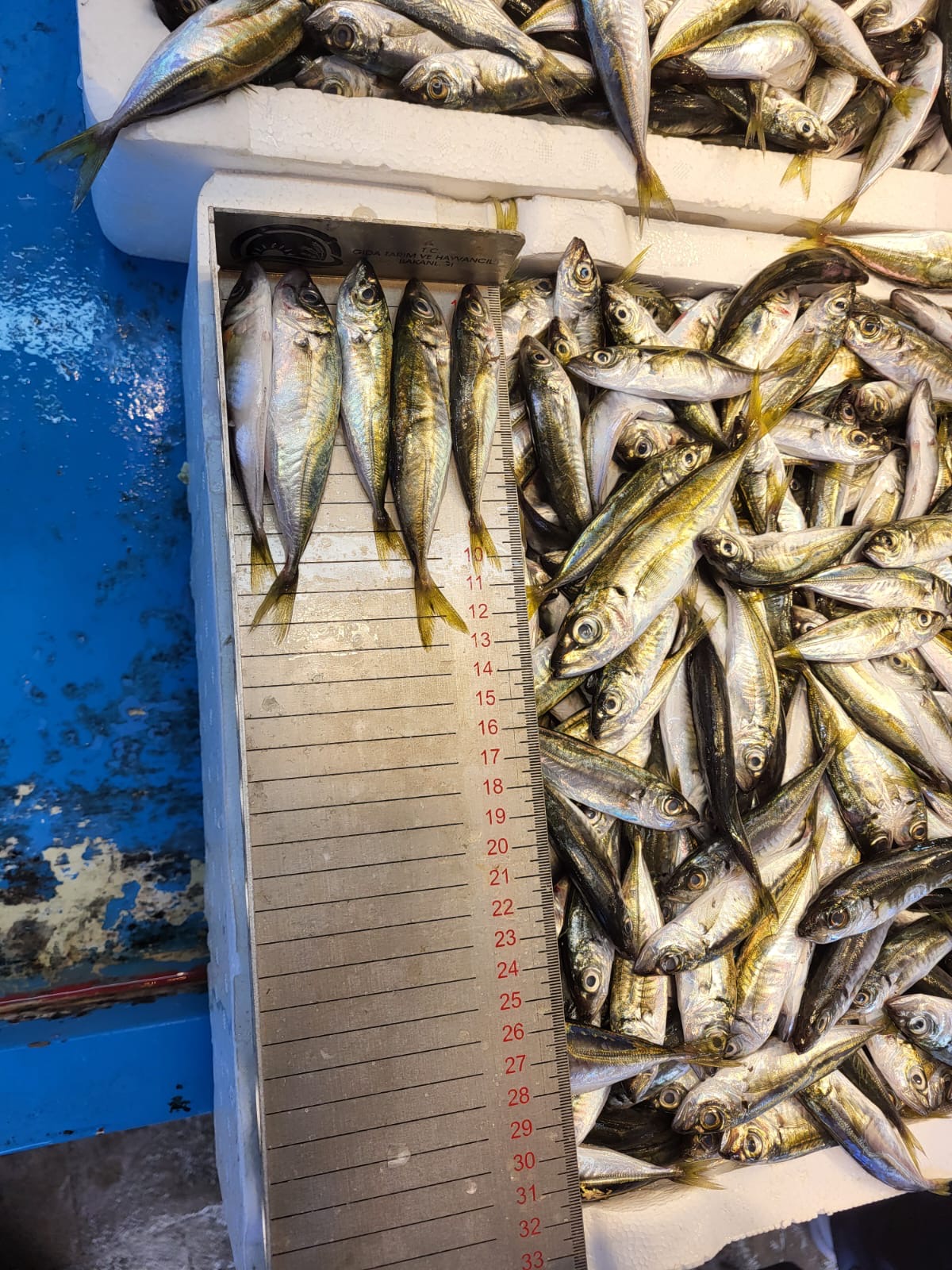 0B6927E6 A5C7 4A13 9Cea 641E70A49025