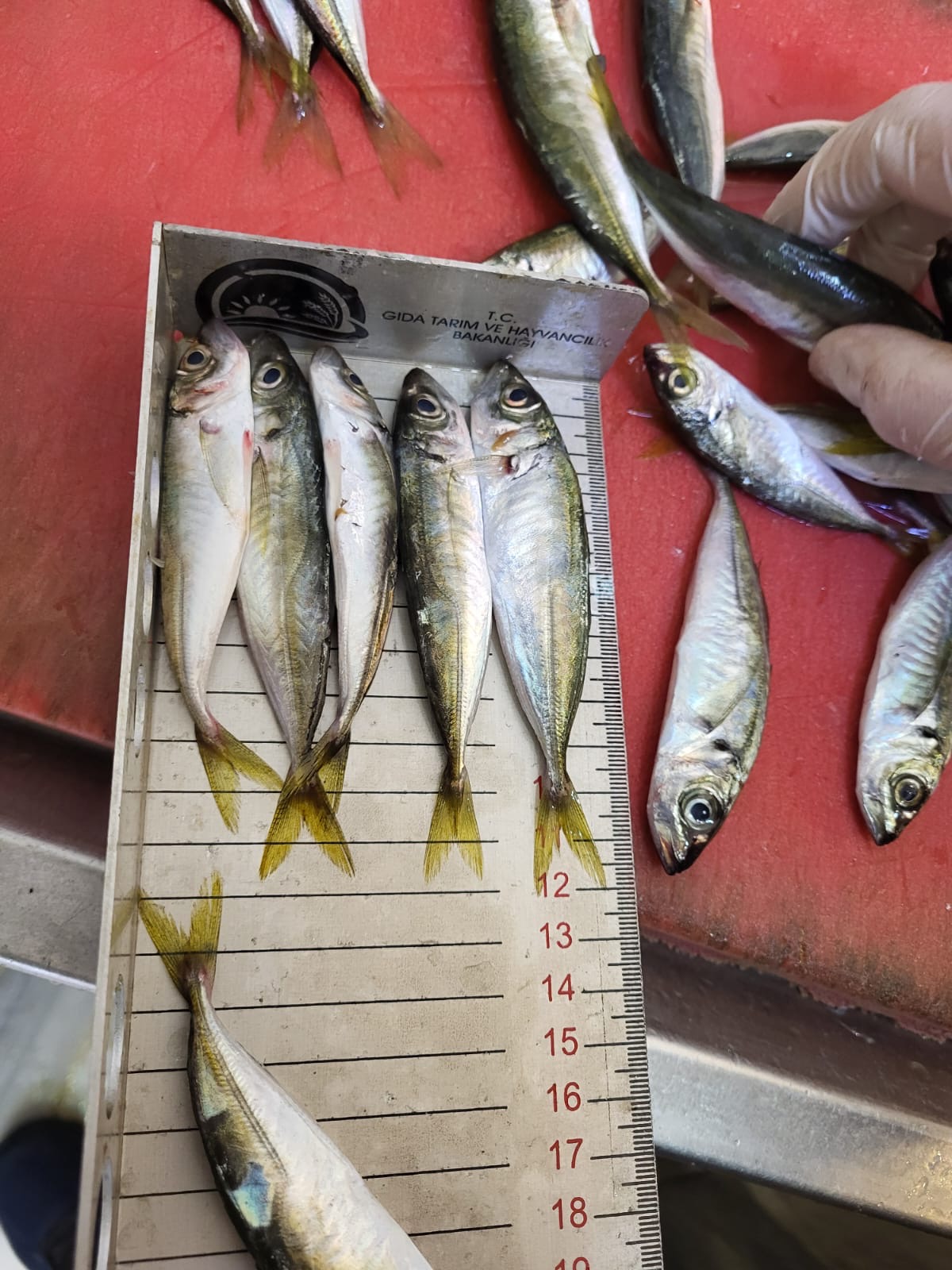 F3B92A4E 1F8F 47B7 83Ef D0734F556650