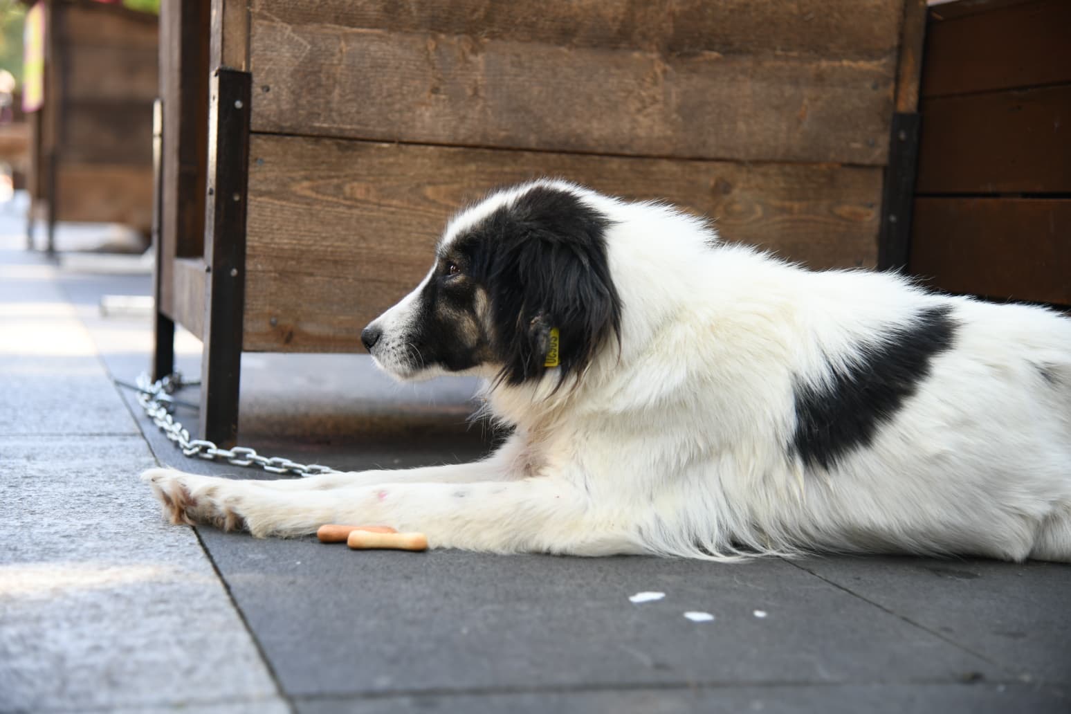 975096D0 D8C9 4919 84Bd 57Be1E65Ea1A