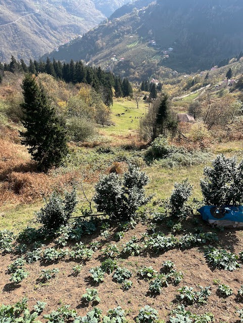 C2539Cda Aa19 4A93 Ba53 C813Fb4C8A65