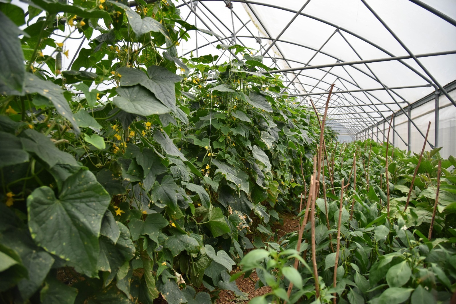 59F17De1 8123 401A A08C 3A51Ca2Be644