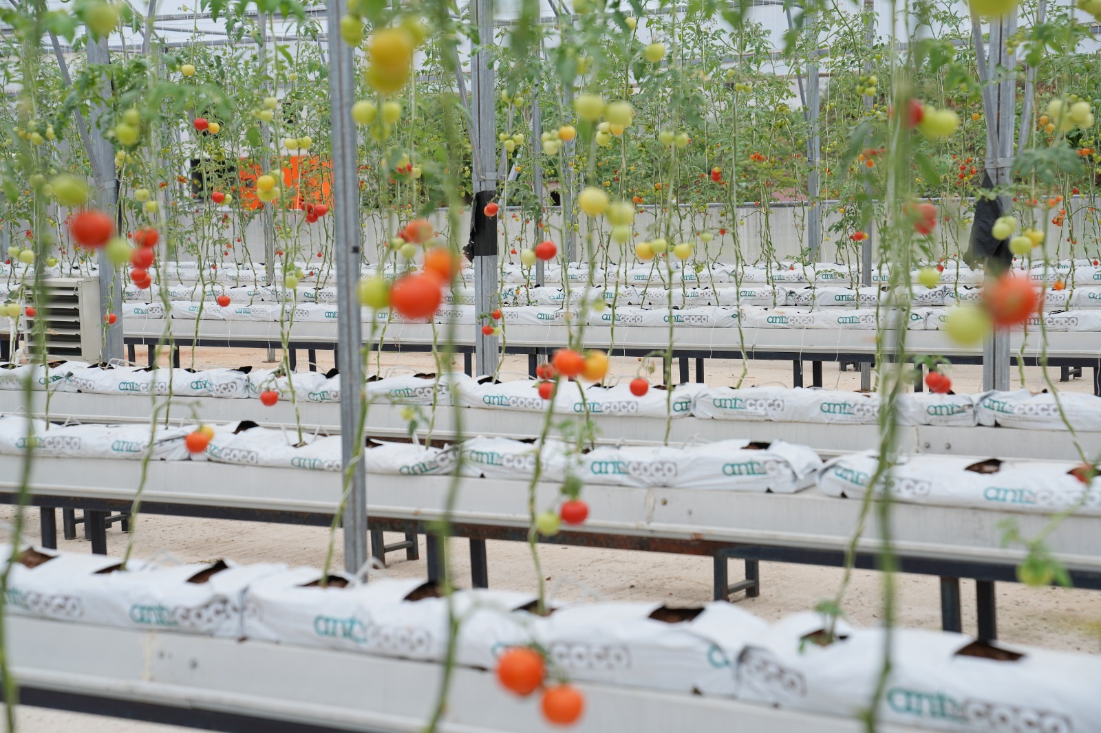 93788Ff3 A2E2 4310 Aa4C B5626B306Bba