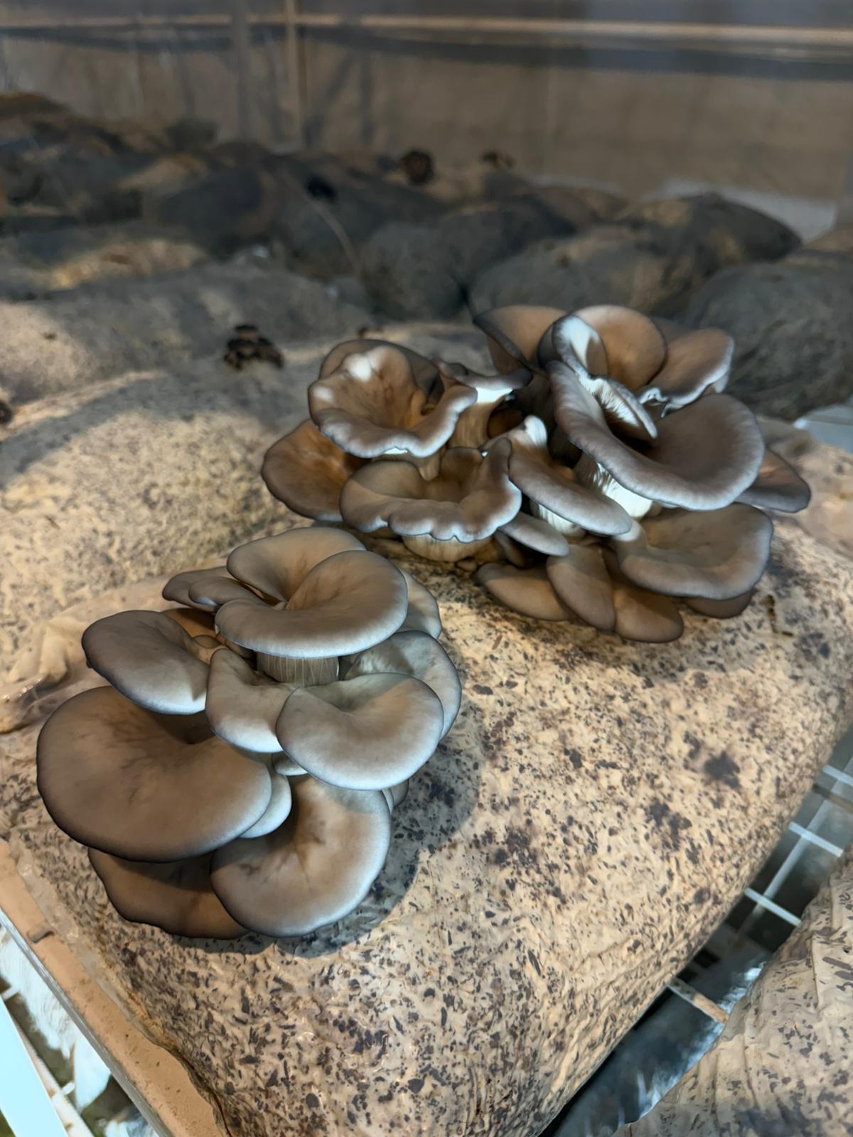 B027Be93 Db21 41C9 843D 88F1C6F94Cf6